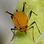 Milkweed Aphid 