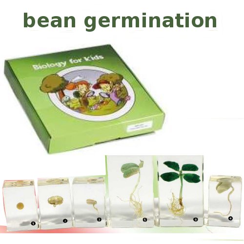 Bean Germination set, 6 pcs, with instruction 