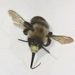 Blueberry Digger Bee (male) Haborpoda laboriosa