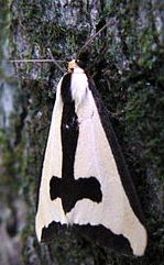 Clymene Moth - slight damage 