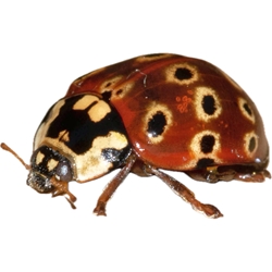 Eye-spotted Beetle 