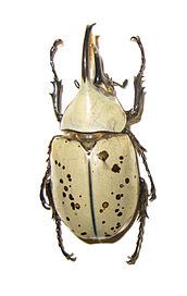 Western Hercules Beetle 