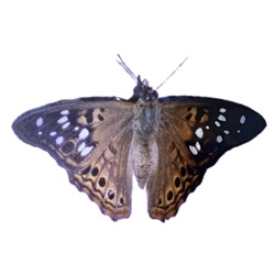 Hackberry Emperor butterfly for sale, rare collectible specimen, brown and orange wings with white spots, ideal for insect enthusiasts