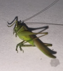 Katydid 