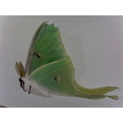 Luna Moth with damage