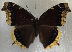 Mourning Cloak 