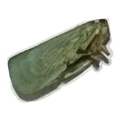 Northern Flatid Planthopper 