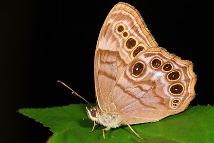 Northern Pearly-eye 