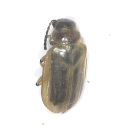 Tamarisk Beetle