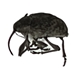 Nut Weevil or Acorn Weevil - Curculio sp.