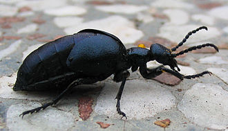 Oil Beetle 