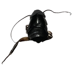 Oriental Cockroach 