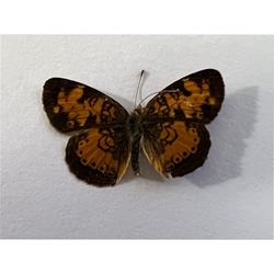 Northern Crescent - Phyciodes cocyta