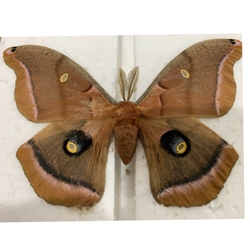 Polyphemus Moth 