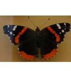 Red Admiral 