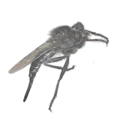 Robber Fly Efferia sp.