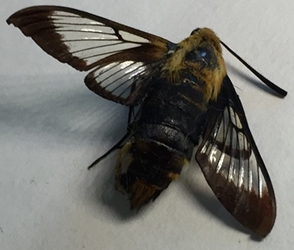 Snowberry Clearwing 