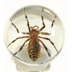 Spider Globe 