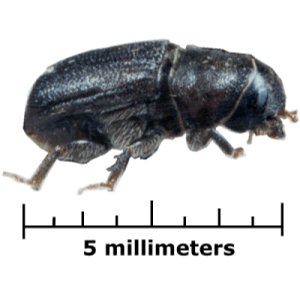 Spruce Beetle 