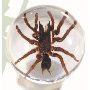 Tarantula Globe 