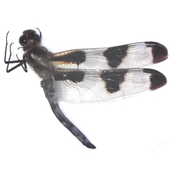 Libellula pulchella