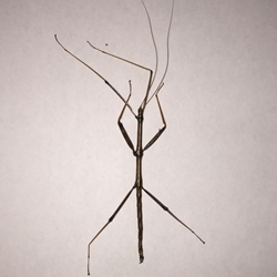 Walkingstick - DEAD INSECT SPECIMEN 