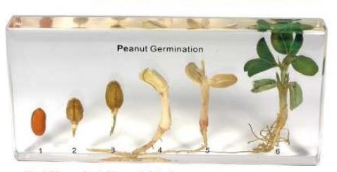 Peanut Germination (5 1/2 X 2 1/2 X 3/4 in) 