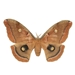 Polyphemus Moth