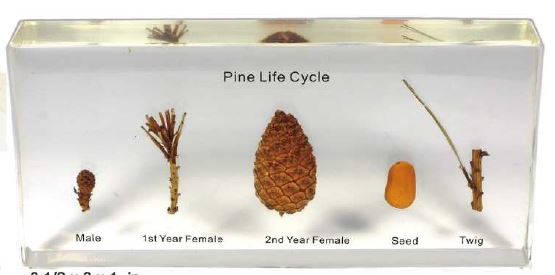 Pine Lifecycle (5 1/2 X 2 1/2 X 3/4 in) 