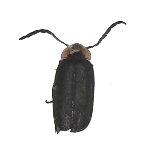 Black Firefly - Lucidota atra