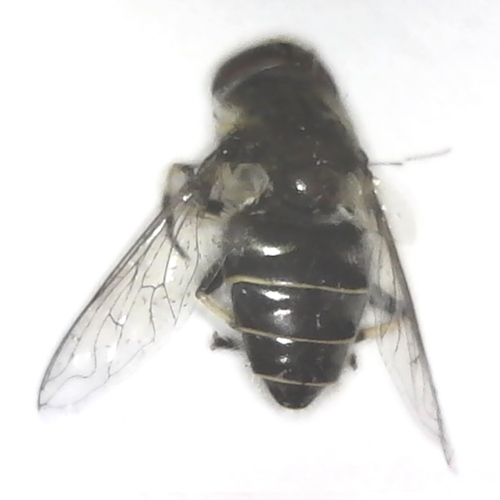 Syrphidae Fly dried insect erisalis dimidiata