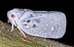 Northern Flatid Planthopper - Flatormenis proxima