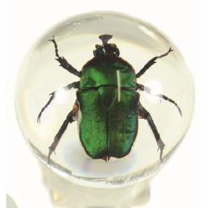 Green Chafer Beetle Globe 