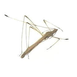 Stilt Bug 